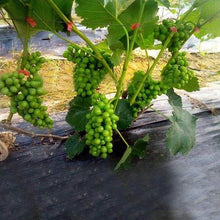 Load image into Gallery viewer, Pflanzen aufrechtes Tapetool binden